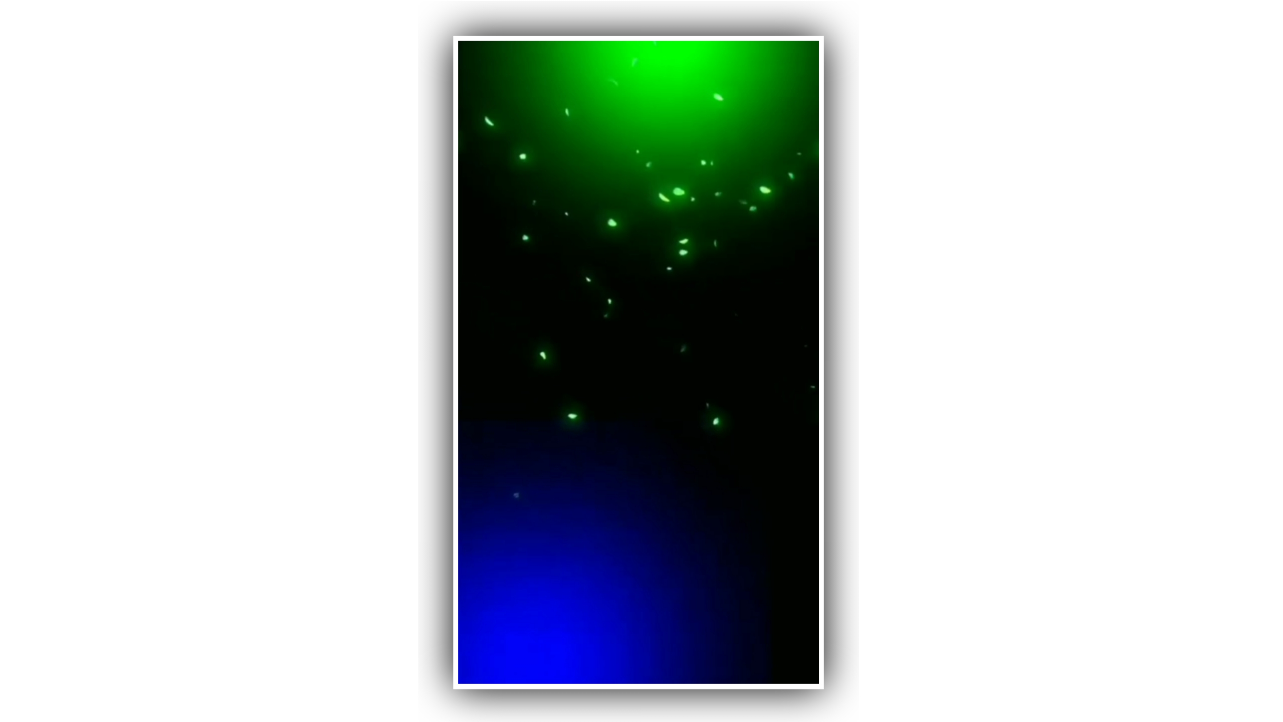 New Black screen Light Color Effect Avee Player Template Green Black Screen Video effects Light Download 2022